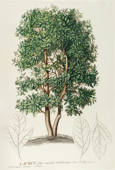 Laurus von Georg Dionysius Ehret