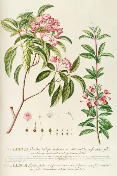 Ledum von Georg Dionysius Ehret