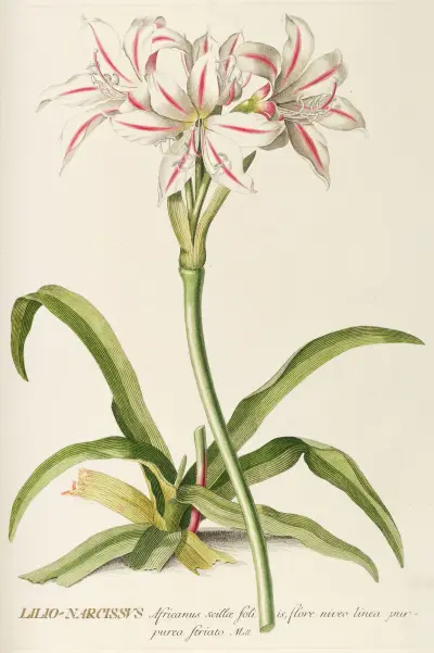 Lilio-Narcissus von Georg Dionysius Ehret