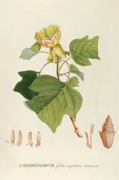 Liriodendrum von Georg Dionysius Ehret