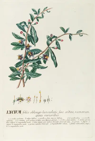 Lycium von Georg Dionysius Ehret