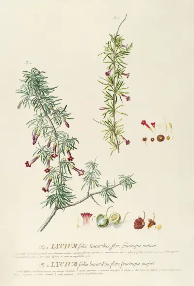 Lycium von Georg Dionysius Ehret