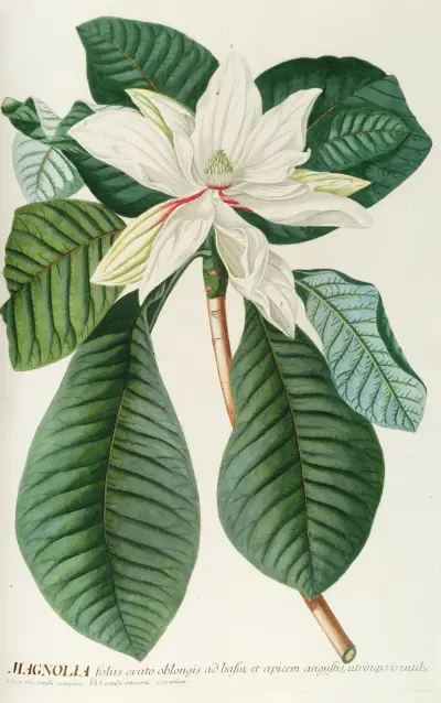 Magnolia III, Georg Dionysius Ehret