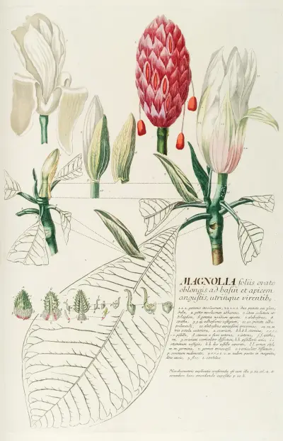 Magnolia IV von Georg Dionysius Ehret