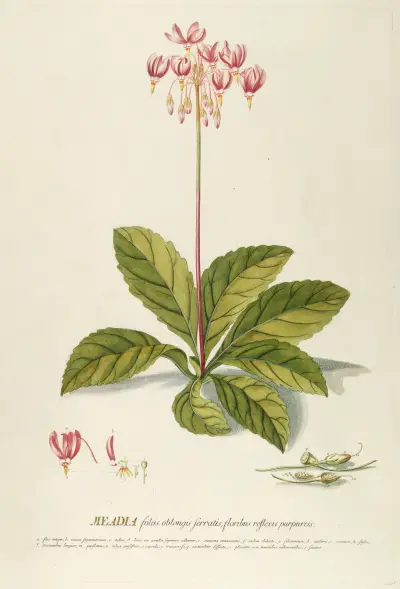 Meadia von Georg Dionysius Ehret