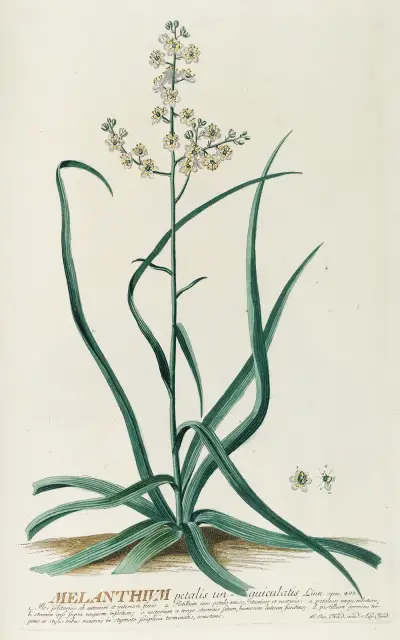 Melanthium von Georg Dionysius Ehret