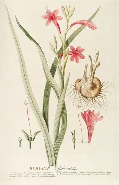 Meriana von Georg Dionysius Ehret