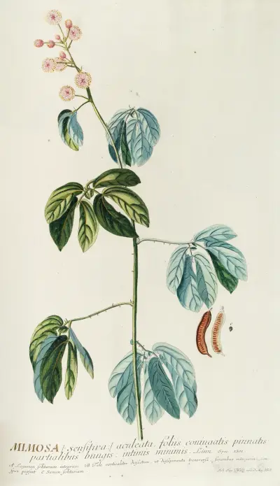 Mimosa von Georg Dionysius Ehret