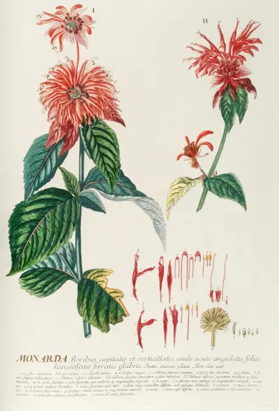 Monarda von Georg Dionysius Ehret