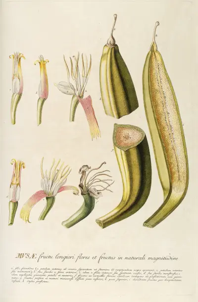 Musae II von Georg Dionysius Ehret