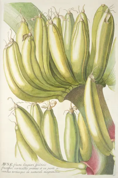 Musae, Georg Dionysius Ehret