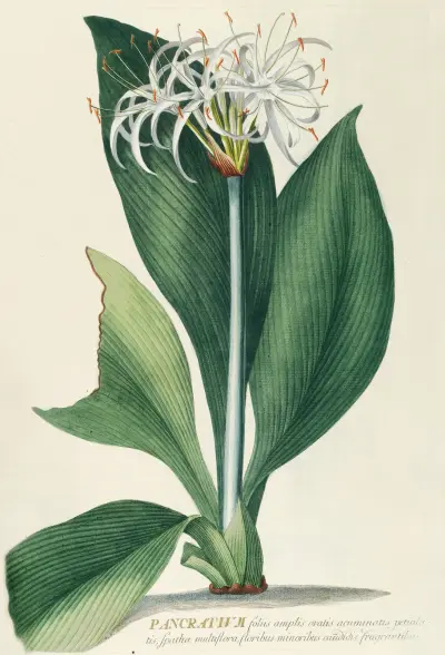 Pancratium II av Georg Dionysius Ehret