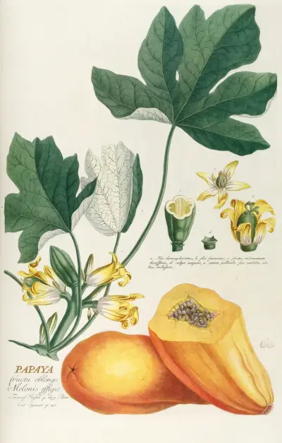 Papaya von Georg Dionysius Ehret