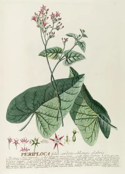Periploca von Georg Dionysius Ehret
