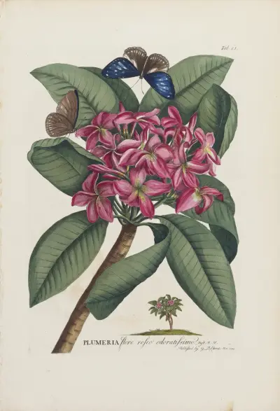 Plumeria, 1748 av Georg Dionysius Ehret