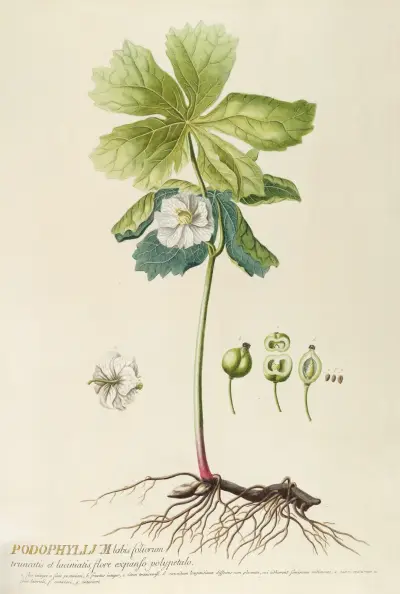 Podophyllum von Georg Dionysius Ehret