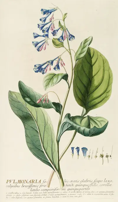 Pulmonaria von Georg Dionysius Ehret