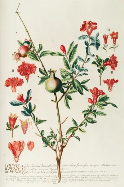 Punica von Georg Dionysius Ehret