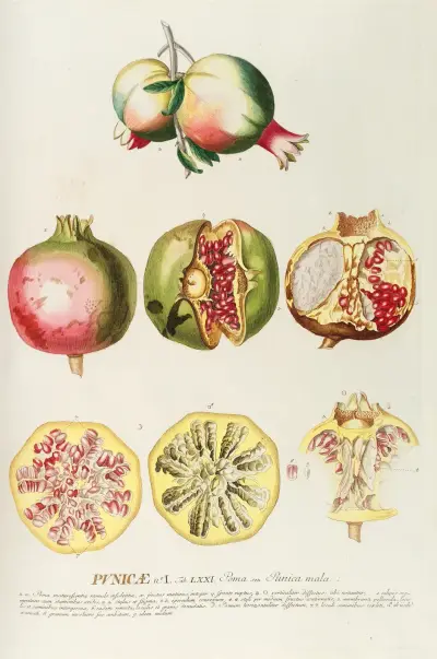 Punicae von Georg Dionysius Ehret