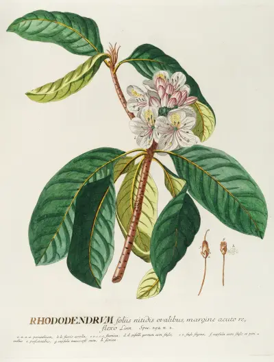 Rhododendrum von Georg Dionysius Ehret