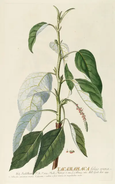 Tacamahaca II von Georg Dionysius Ehret