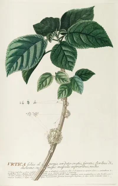Urtica von Georg Dionysius Ehret