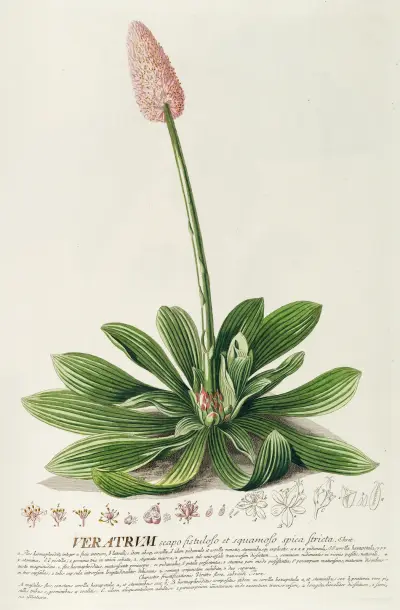Veratrum von Georg Dionysius Ehret