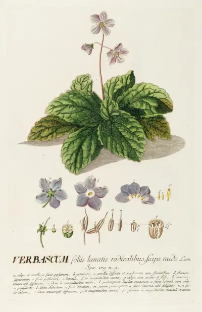 Verbascum von Georg Dionysius Ehret