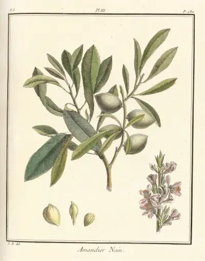 Traité des arbres fruitiers Pl.03 av Henri-Louis Duhamel du Monceau