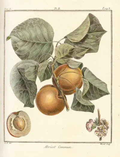 Traité des arbres fruitiers Pl.06 av Henri-Louis Duhamel du Monceau