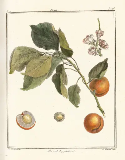 Traité des arbres fruitiers Pl.07 av Henri-Louis Duhamel du Monceau