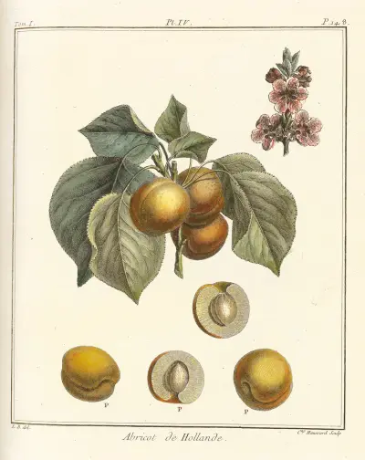 Traité des arbres fruitiers Pl.08 av Henri-Louis Duhamel du Monceau