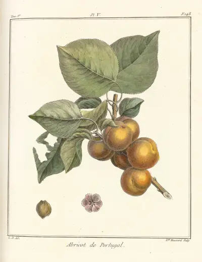 Traité des arbres fruitiers Pl.09 av Henri-Louis Duhamel du Monceau
