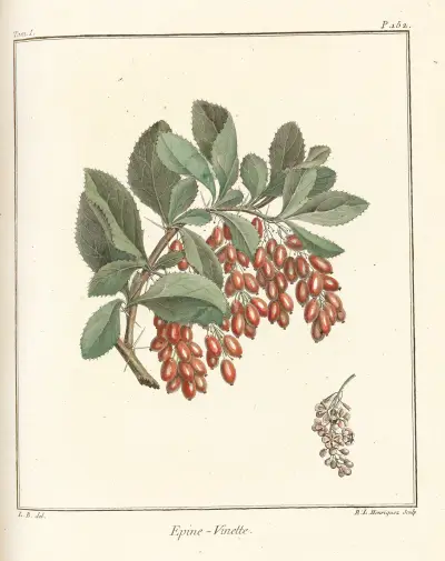 Traité des arbres fruitiers Pl.11 av Henri-Louis Duhamel du Monceau
