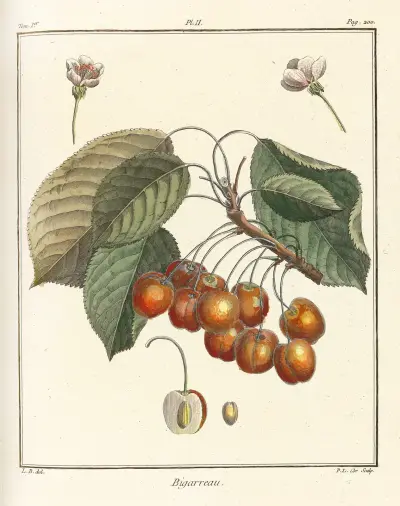 Traité des arbres fruitiers Pl.13 av Henri-Louis Duhamel du Monceau