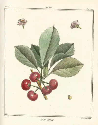 Avhandling om fruktträd, plansch 19 av Henri-Louis Duhamel du Monceau