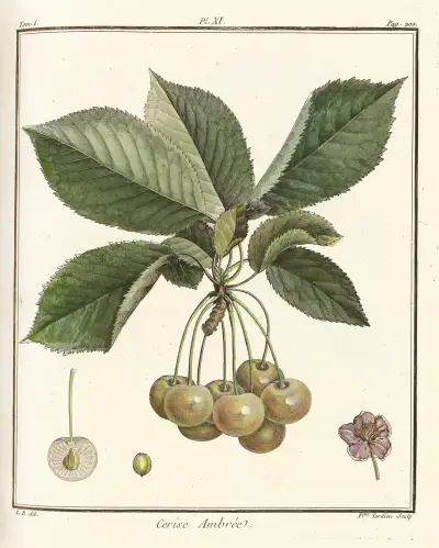 Traité des arbres fruitiers pl. 22 av Henri-Louis Duhamel du Monceau