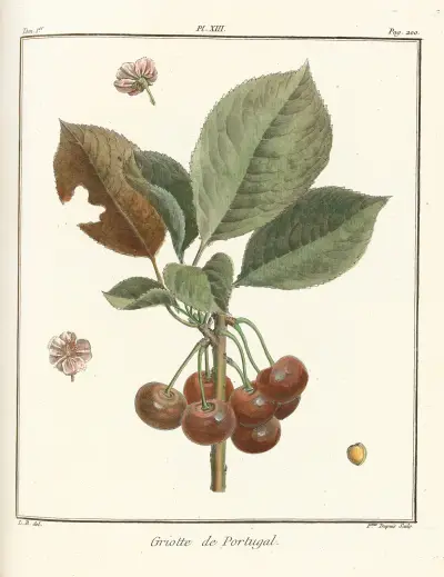 Traité des arbres fruitiers Pl.24 av Henri-Louis Duhamel du Monceau