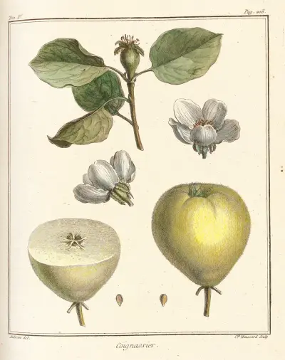 Traité des arbres fruitiers Pl.28 av Henri-Louis Duhamel du Monceau