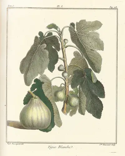 Traité des arbres fruitiers Pl.29 av Henri-Louis Duhamel du Monceau