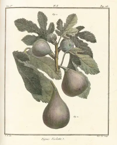 Traité des arbres fruitiers Pl.30 av Henri-Louis Duhamel du Monceau