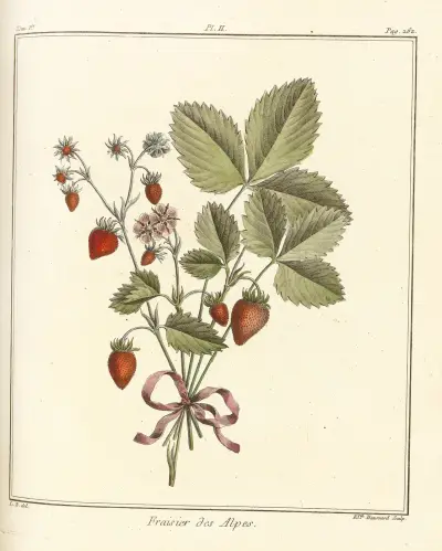 Traité des arbres fruitiers Pl.32 av Henri-Louis Duhamel du Monceau