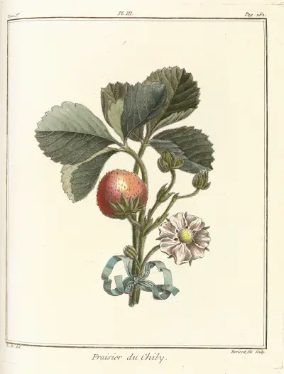 Traité des arbres fruitiers Pl.33 av Henri-Louis Duhamel du Monceau