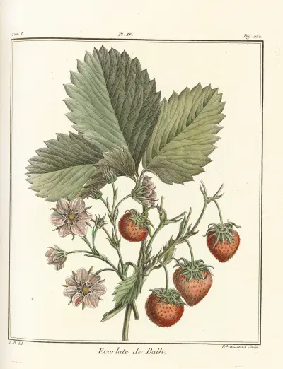 Traité des arbres fruitiers Pl.34 av Henri-Louis Duhamel du Monceau