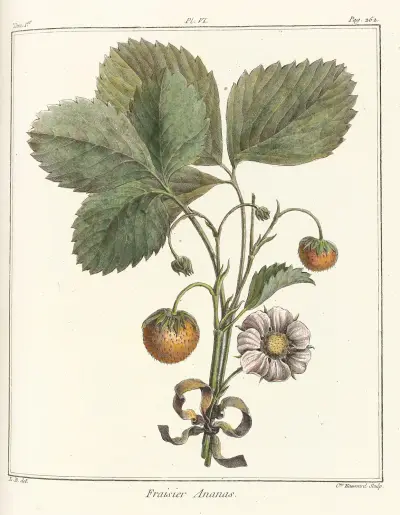 Avhandling om fruktträd Pl.36 av Henri-Louis Duhamel du Monceau