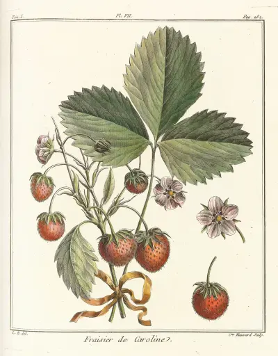 Traité des arbres fruitiers Pl.37 av Henri-Louis Duhamel du Monceau