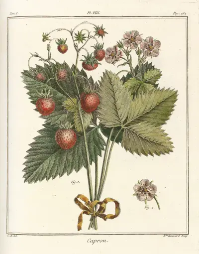 Traité des arbres fruitiers Pl.38 av Henri-Louis Duhamel du Monceau