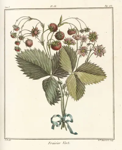 Traité des arbres fruitiers Pl.39 av Henri-Louis Duhamel du Monceau