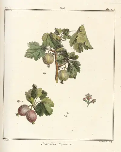 Traité des arbres fruitiers Pl.41 av Henri-Louis Duhamel du Monceau