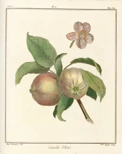 Traité des arbres fruitiers Pl.42 av Henri-Louis Duhamel du Monceau
